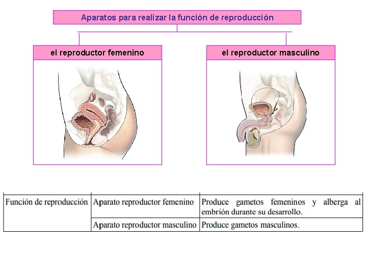 Aparatos para realizar la función de reproducción el reproductor femenino el reproductor masculino 