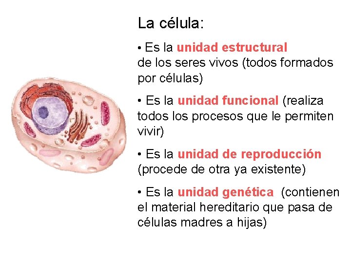 La célula: • Es la unidad estructural de los seres vivos (todos formados por