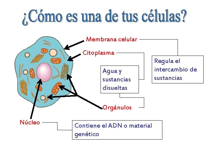 Membrana celular Citoplasma Agua y sustancias disueltas Orgánulos Núcleo Contiene el ADN o material