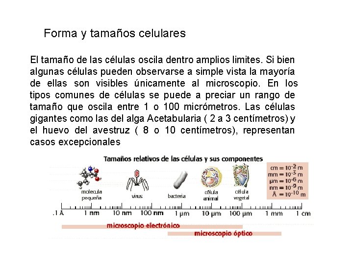 Forma y tamaños celulares El tamaño de las células oscila dentro amplios limites. Si