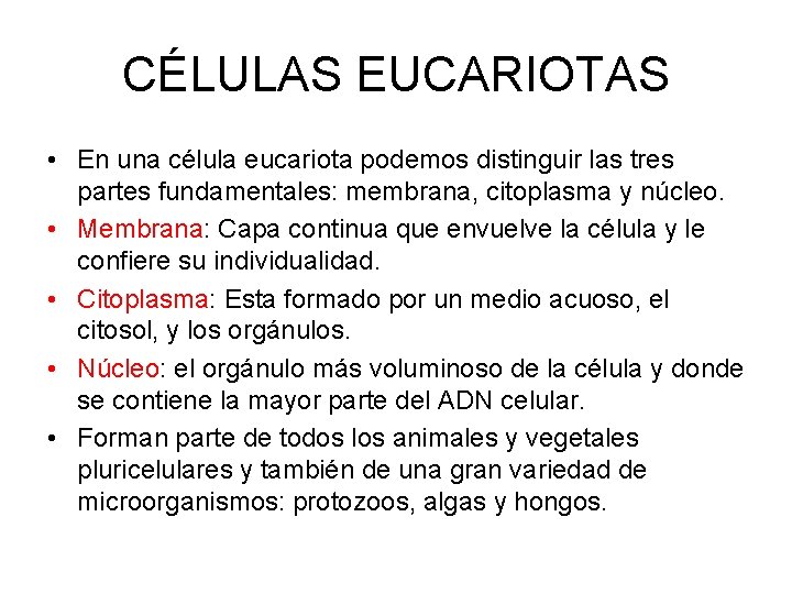 CÉLULAS EUCARIOTAS • En una célula eucariota podemos distinguir las tres partes fundamentales: membrana,