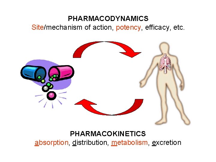 PHARMACODYNAMICS Site/mechanism of action, potency, efficacy, etc. PHARMACOKINETICS absorption, distribution, metabolism, excretion 