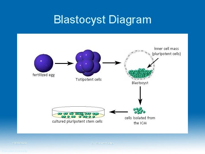 Blastocyst Diagram 11/26/2020 Princeton University Dr. Hariom Yadav 