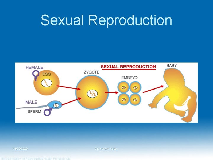 Sexual Reproduction 11/26/2020 The Association of Reproductive Health Professionals Dr. Hariom Yadav Sexual Reproduction 11/26/2020 The Association of Reproductive Health Professionals Dr. Hariom Yadav