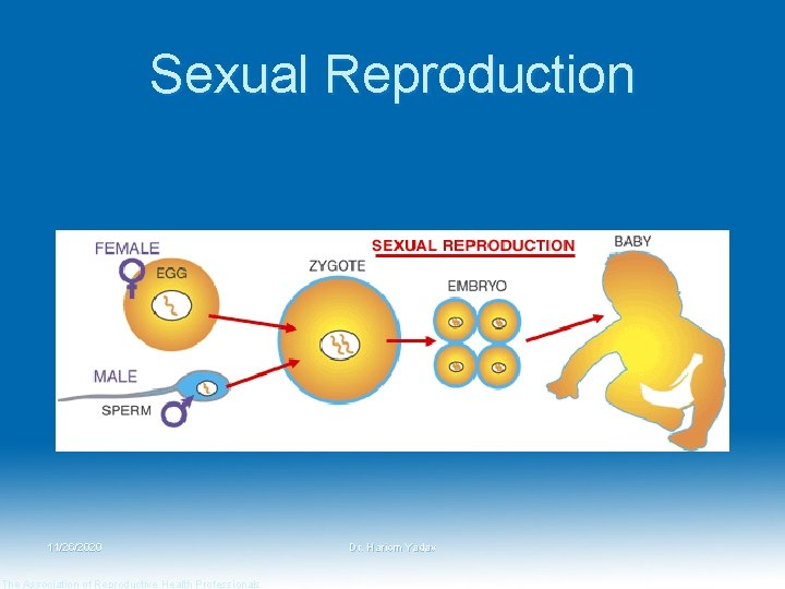 Sexual Reproduction 11/26/2020 The Association of Reproductive Health Professionals Dr. Hariom Yadav 