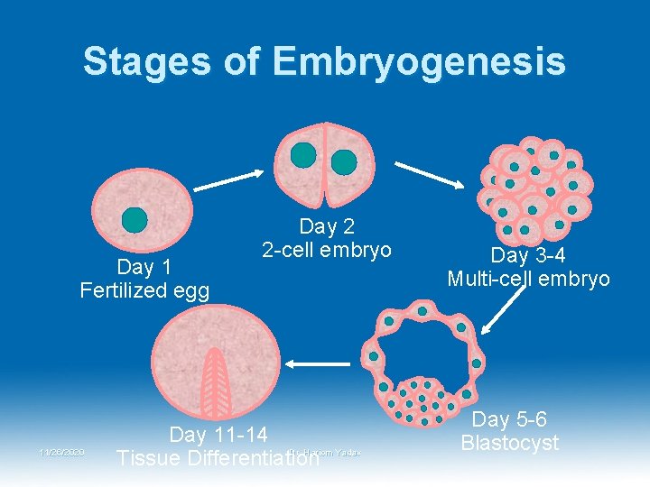 Stages of Embryogenesis Day 1 Fertilized egg 11/26/2020 Day 2 2 -cell embryo Day