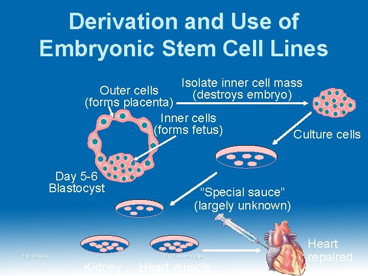 Derivation and Use of Embryonic Stem Cell Lines Isolate inner cell mass (destroys embryo) Derivation and Use of Embryonic Stem Cell Lines Isolate inner cell mass (destroys embryo)