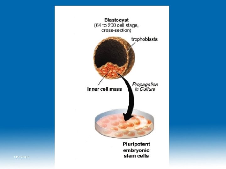 11/26/2020 Dr. Hariom Yadav 11/26/2020 Dr. Hariom Yadav