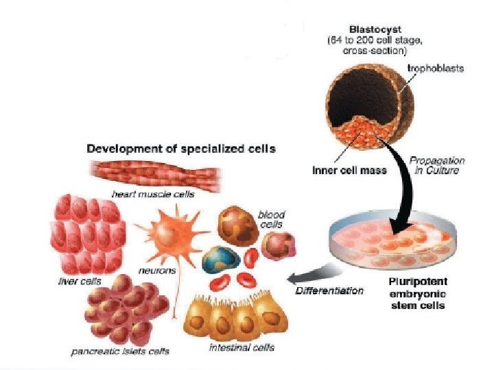 11/26/2020 Dr. Hariom Yadav 11/26/2020 Dr. Hariom Yadav
