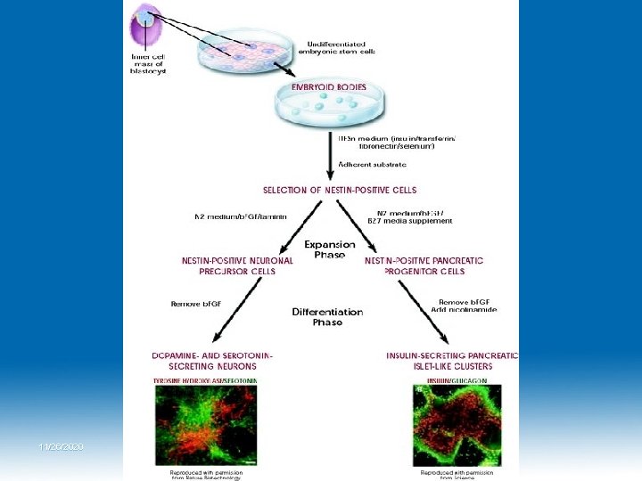 11/26/2020 Dr. Hariom Yadav 11/26/2020 Dr. Hariom Yadav