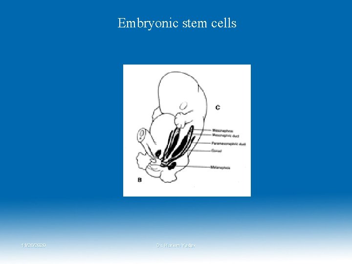 Embryonic stem cells 11/26/2020 Dr. Hariom Yadav Embryonic stem cells 11/26/2020 Dr. Hariom Yadav