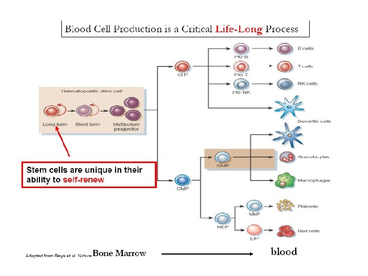 11/26/2020 Dr. Hariom Yadav 11/26/2020 Dr. Hariom Yadav