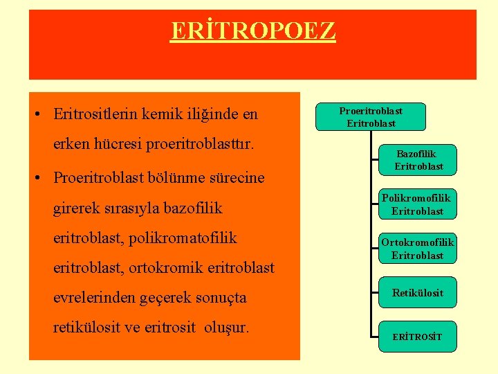 ERİTROPOEZ • Eritrositlerin kemik iliğinde en erken hücresi proeritroblasttır. • Proeritroblast bölünme sürecine girerek