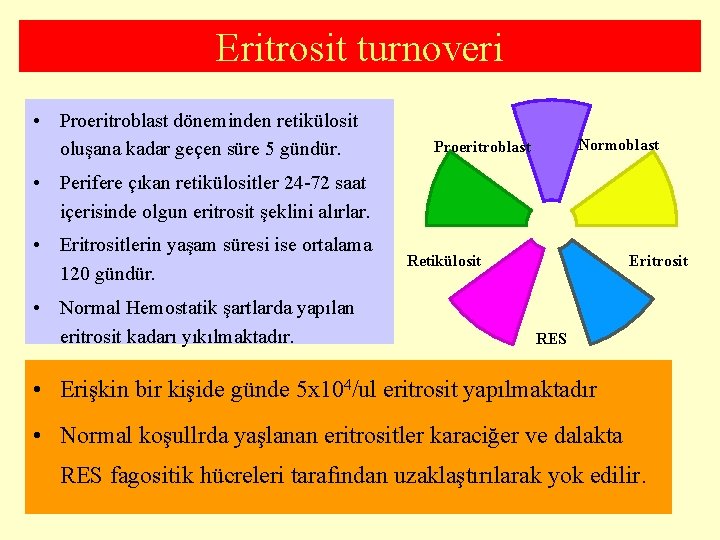 Eritrosit turnoveri • Proeritroblast döneminden retikülosit oluşana kadar geçen süre 5 gündür. Normoblast Proeritroblast