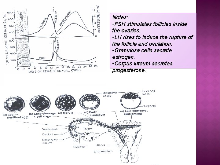 Notes: • FSH stimulates follicles inside the ovaries. • LH rises to induce the