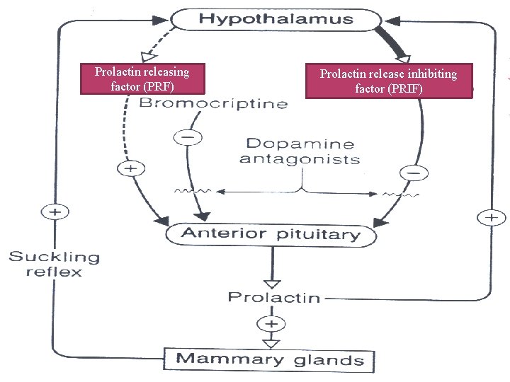 Prolactin releasing factor (PRF) Prolactin release inhibiting factor (PRIF) 