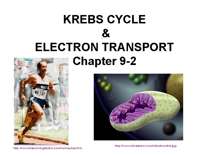 KREBS CYCLE & ELECTRON TRANSPORT Chapter 9 -2 http: //www. therunningdoctor. com/runinjuries. htm http: