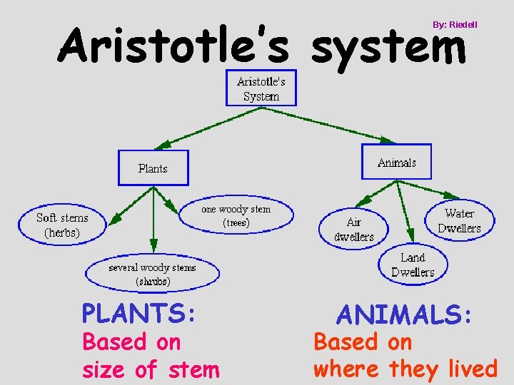 Aristotle’s system By: Riedell PLANTS: Based on size of stem ANIMALS: Based on where