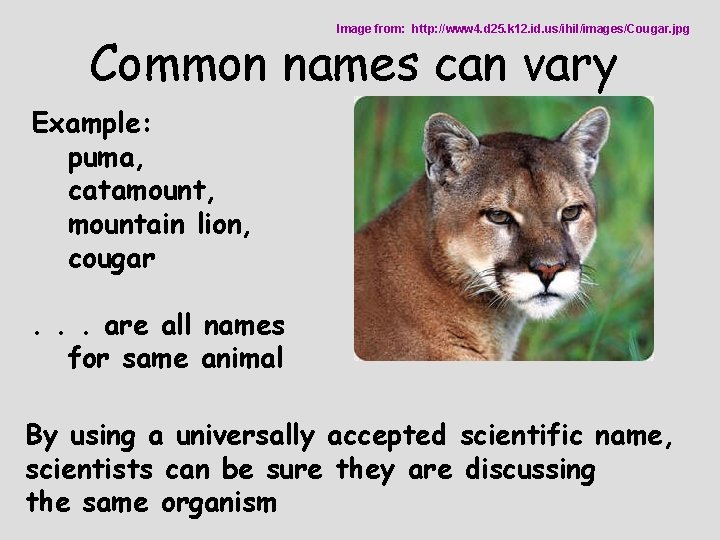 Image from: http: //www 4. d 25. k 12. id. us/ihil/images/Cougar. jpg Common names