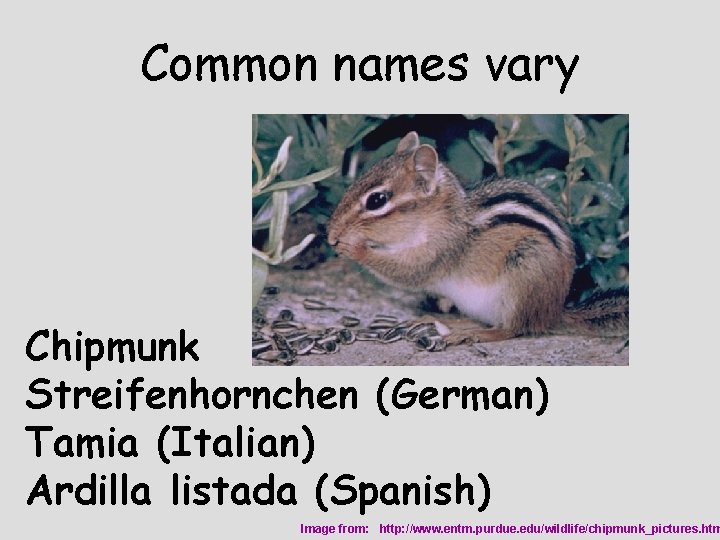 Common names vary Chipmunk Streifenhornchen (German) Tamia (Italian) Ardilla listada (Spanish) Image from: http: