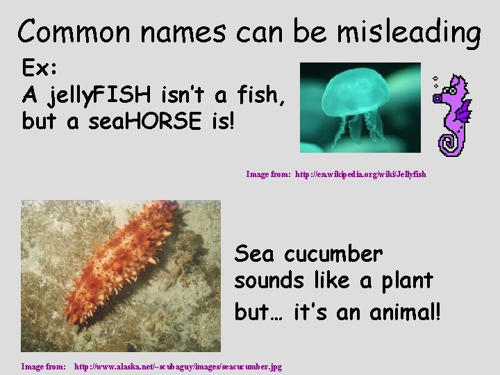 Common names can be misleading Ex: A jelly. FISH isn’t a fish, but a