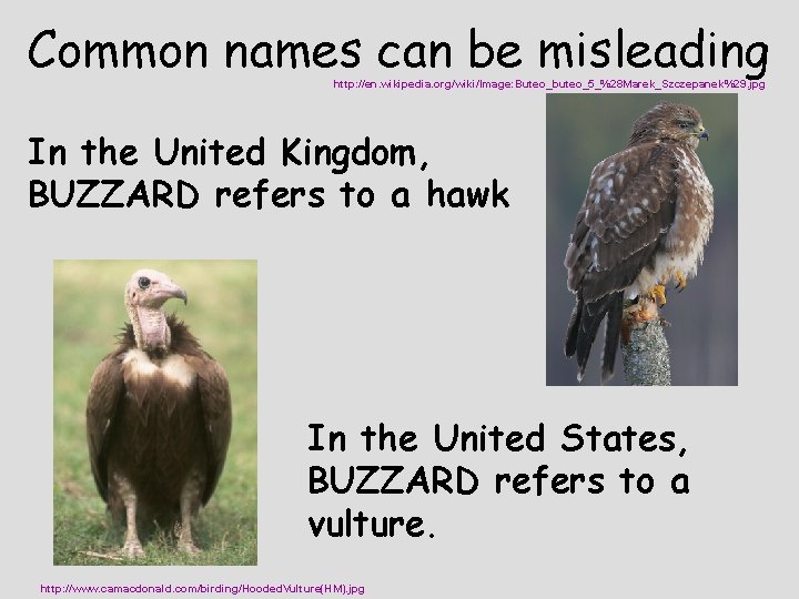 Common names can be misleading http: //en. wikipedia. org/wiki/Image: Buteo_buteo_5_%28 Marek_Szczepanek%29. jpg In the