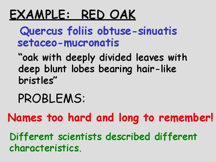 EXAMPLE: RED OAK Quercus foliis obtuse-sinuatis setaceo-mucronatis “oak with deeply divided leaves with deep