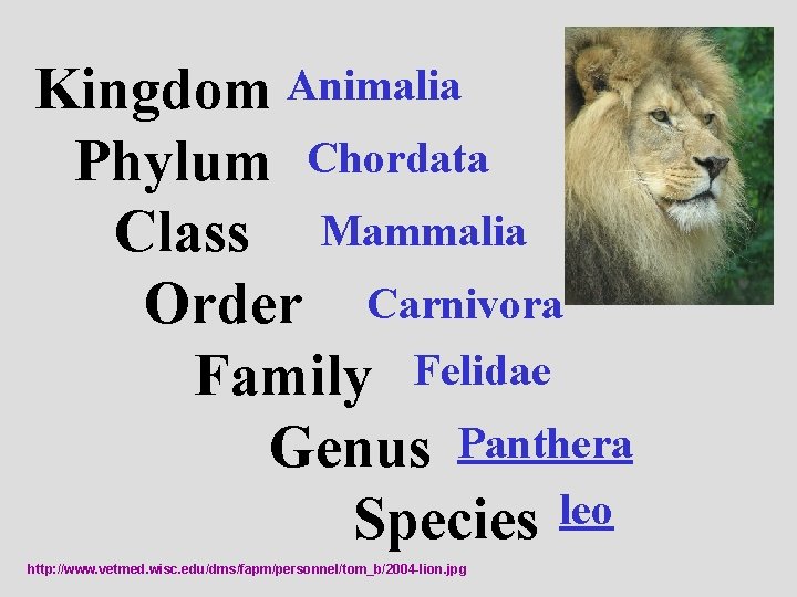 Kingdom Animalia Phylum Chordata Class Mammalia Order Carnivora Family Felidae Genus Panthera Species leo