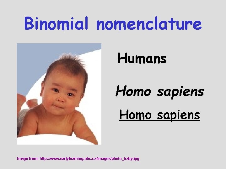 Binomial nomenclature Humans Homo sapiens Image from: http: //www. earlylearning. ubc. ca/images/photo_baby. jpg 