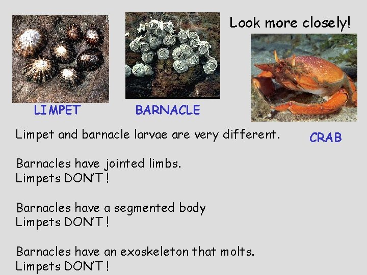 Look more closely! LIMPET BARNACLE Limpet and barnacle larvae are very different. Barnacles have