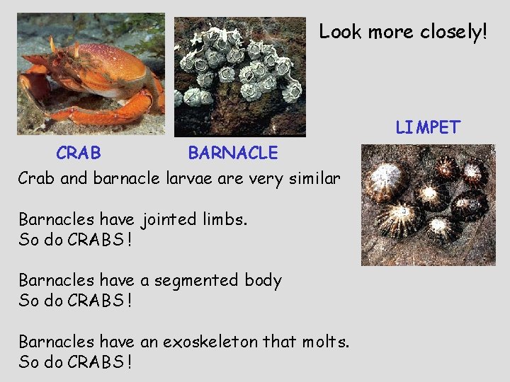 Look more closely! LIMPET CRAB BARNACLE Crab and barnacle larvae are very similar Barnacles