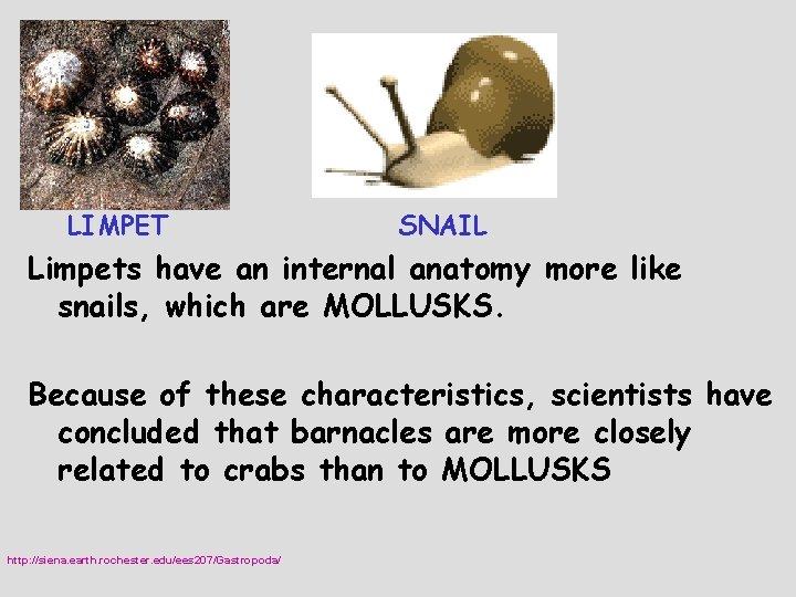 LIMPET SNAIL Limpets have an internal anatomy more like snails, which are MOLLUSKS. Because