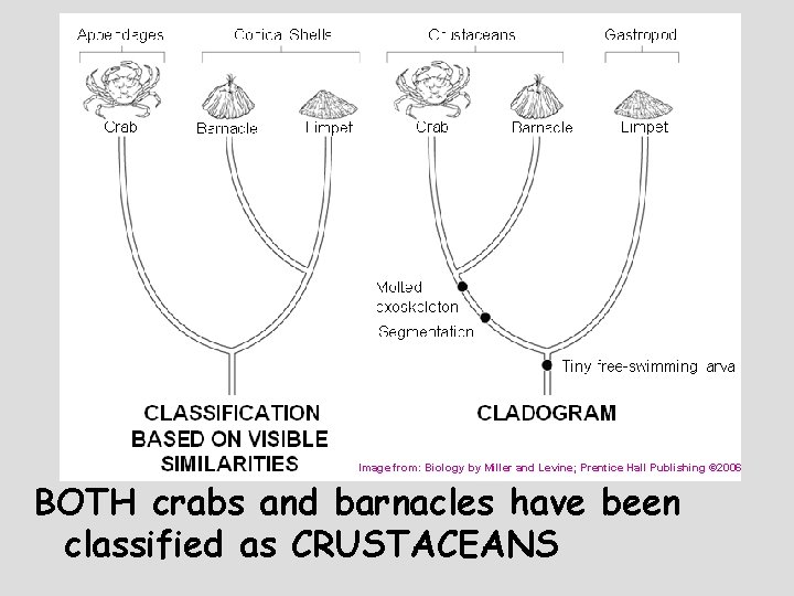 Image from: Biology by Miller and Levine; Prentice Hall Publishing © 2006 BOTH crabs