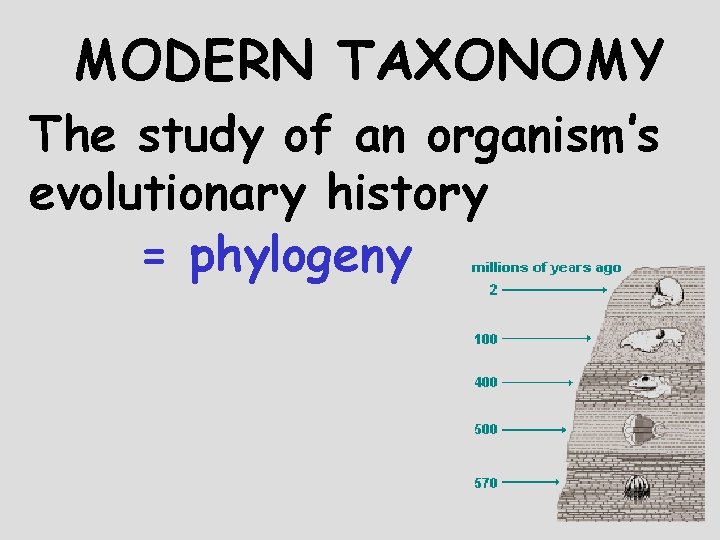 MODERN TAXONOMY The study of an organism’s evolutionary history = phylogeny 