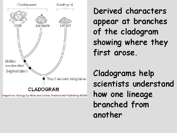 Derived characters appear at branches of the cladogram showing where they first arose. Image