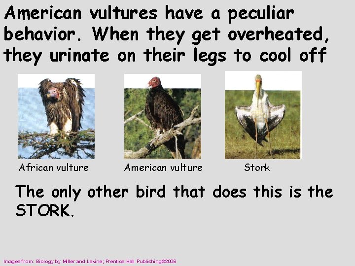 American vultures have a peculiar behavior. When they get overheated, they urinate on their