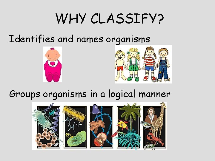 WHY CLASSIFY? Identifies and names organisms Groups organisms in a logical manner 