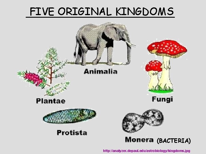 FIVE ORIGINAL KINGDOMS ____________ (BACTERIA) http: //analyzer. depaul. edu/astrobiology/kingdoms. jpg 
