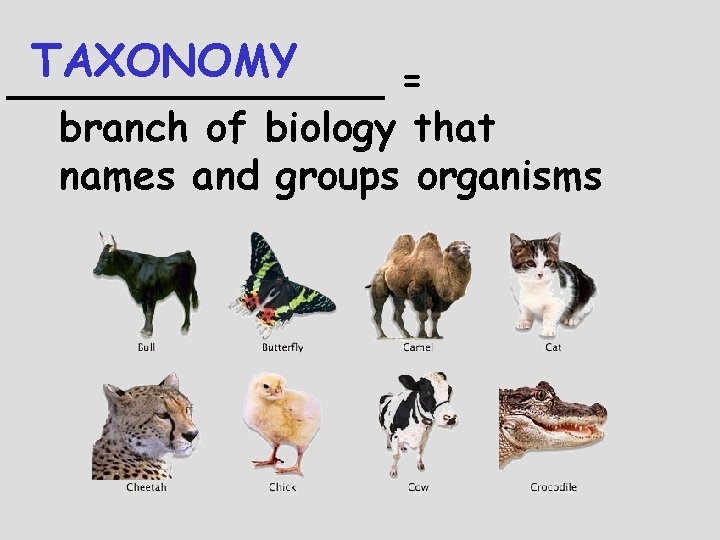 TAXONOMY ________ = branch of biology that names and groups organisms 