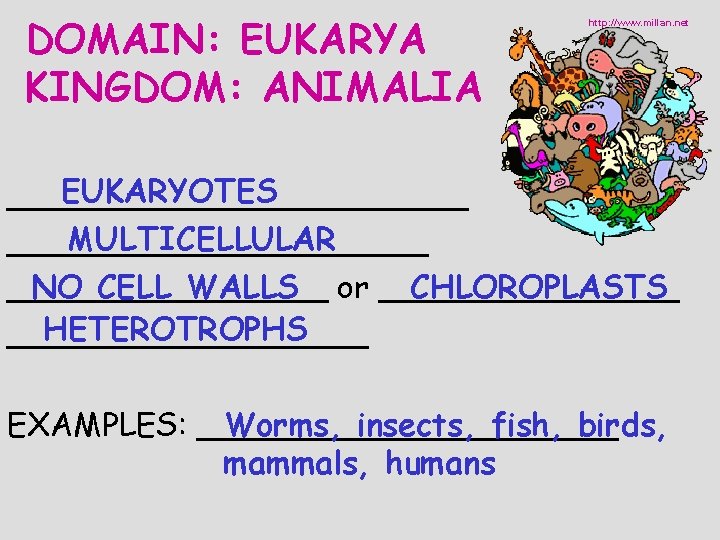 DOMAIN: EUKARYA KINGDOM: ANIMALIA http: //www. millan. net EUKARYOTES ____________ MULTICELLULAR ___________ NO CELL