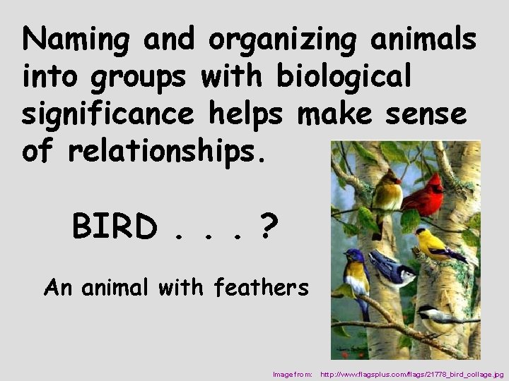 Naming and organizing animals into groups with biological significance helps make sense of relationships.