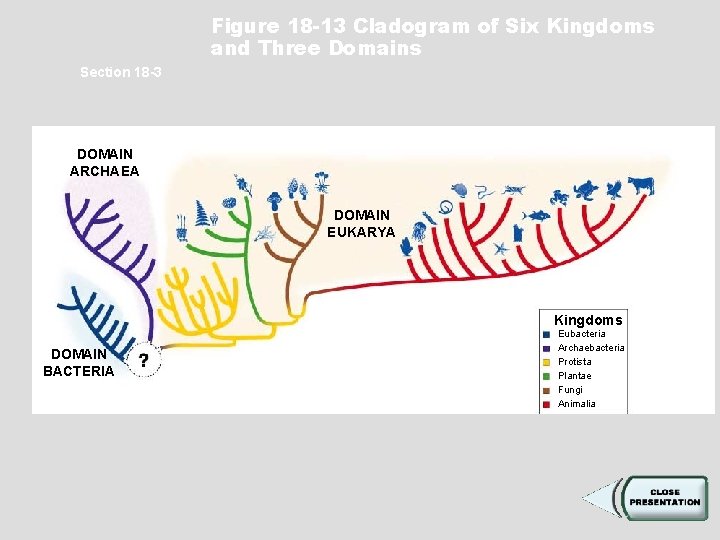 Figure 18 -13 Cladogram of Six Kingdoms and Three Domains Section 18 -3 DOMAIN