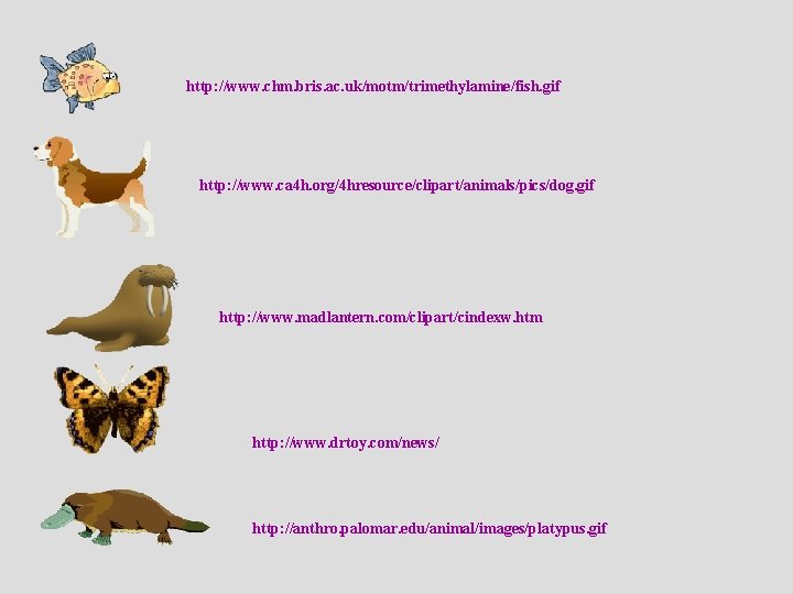 http: //www. chm. bris. ac. uk/motm/trimethylamine/fish. gif http: //www. ca 4 h. org/4 hresource/clipart/animals/pics/dog.