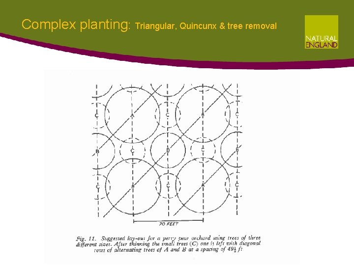 Complex planting: Triangular, Quincunx & tree removal Complex planting: Triangular, Quincunx & tree removal