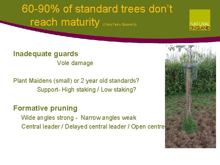 60 -90% of standard trees don’t reach maturity (Chris Fairs- Bulmer's) Inadequate guards Vole 60 -90% of standard trees don’t reach maturity (Chris Fairs- Bulmer's) Inadequate guards Vole
