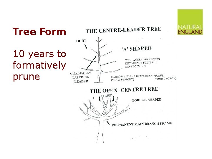 Tree Form 10 years to formatively prune Tree Form 10 years to formatively prune