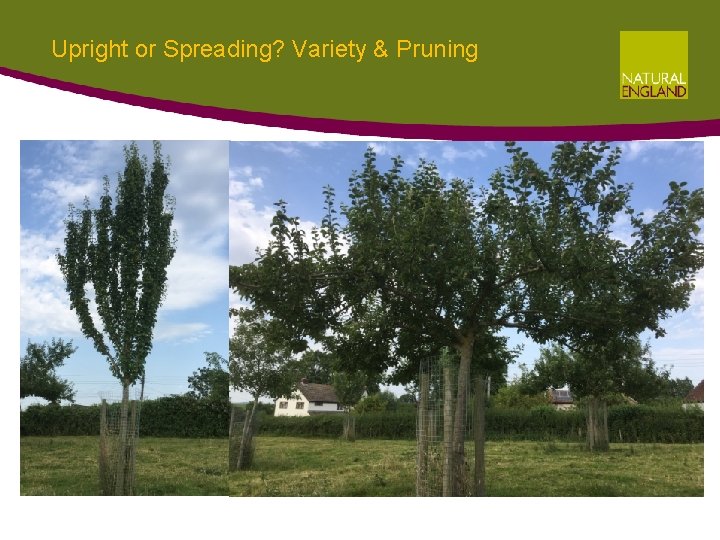 Upright or Spreading? Variety & Pruning Upright or Spreading? Variety & Pruning