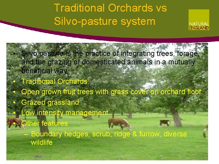 Traditional Orchards vs Silvo-pasture system • Silvo pasture is the practice of integrating trees, Traditional Orchards vs Silvo-pasture system • Silvo pasture is the practice of integrating trees,