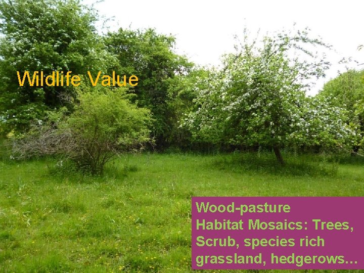 Wildlife Value Wood-pasture Habitat Mosaics: Trees, Scrub, species rich grassland, hedgerows… Wildlife Value Wood-pasture Habitat Mosaics: Trees, Scrub, species rich grassland, hedgerows…
