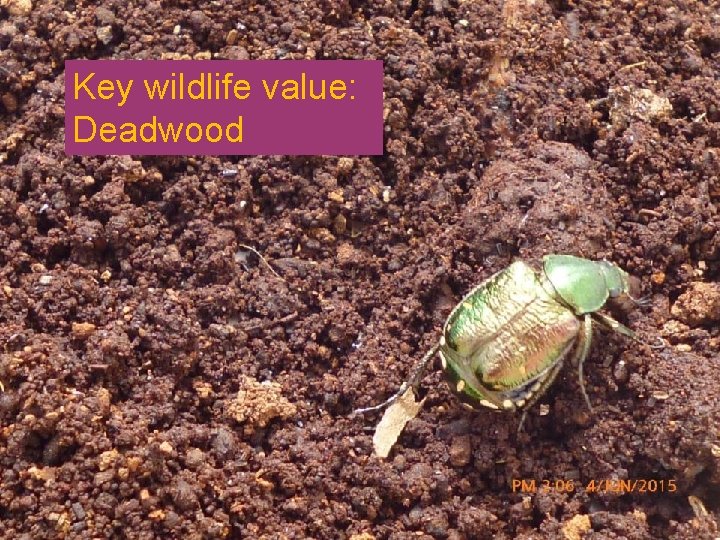 Key Features: Key wildlife value: Deadwood Key Features: Key wildlife value: Deadwood